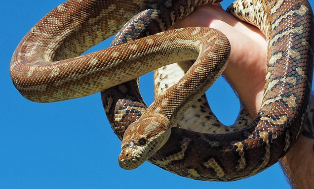 Centralian Bredli Python being held by RSPCA snake handler